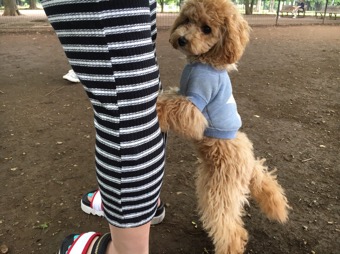 ビションプーと代々木公園ドックラン