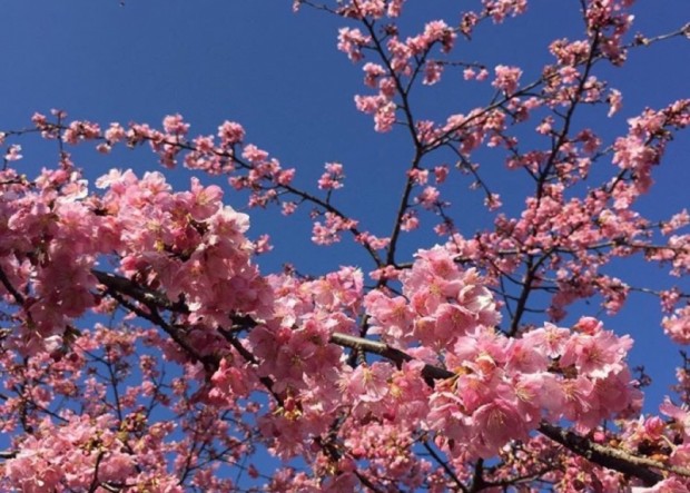 春をみ〜っけ♡梅の花言葉は「高潔」「忠実」「忍耐」♡