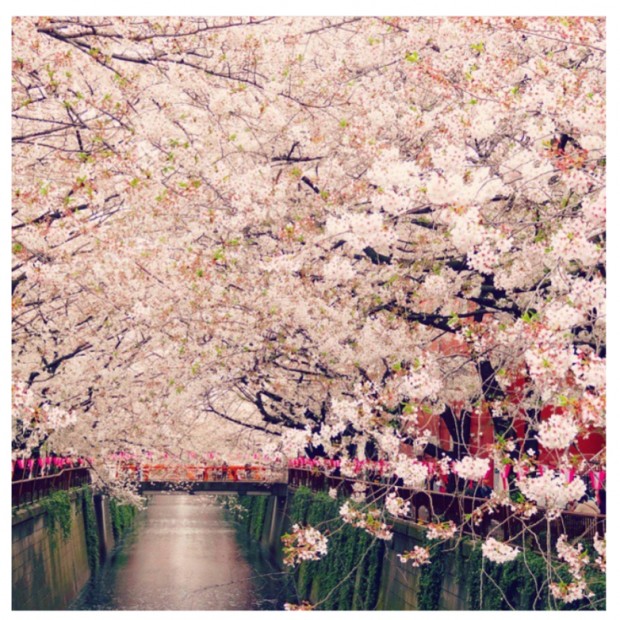 東京の桜開花予想は３月２１日♡だそうですっ♡