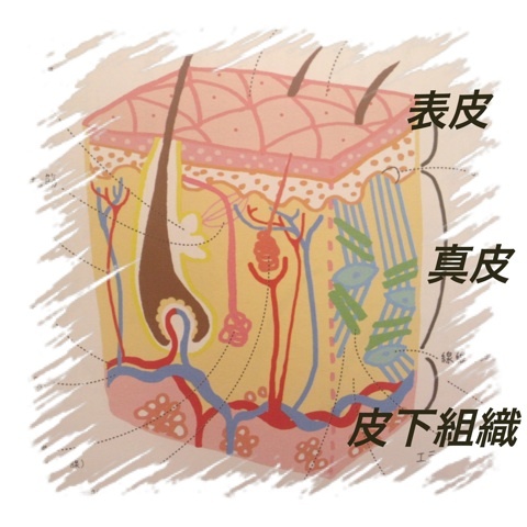 意外にしらない皮膚の構造