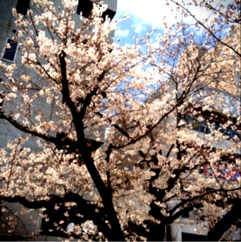 浅草の桜と水上バス