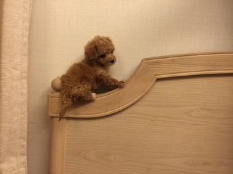 25歳男性のベッド横にクマのお人形!?
