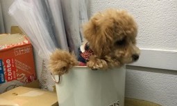 傘立てとビションプー