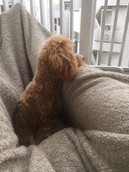 ビションプーと雨の日