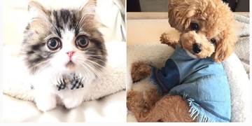 犬と猫と同居生活はじめました!笑